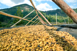 ARAPONGA – Café Especial da Fazenda Pedra Redonda